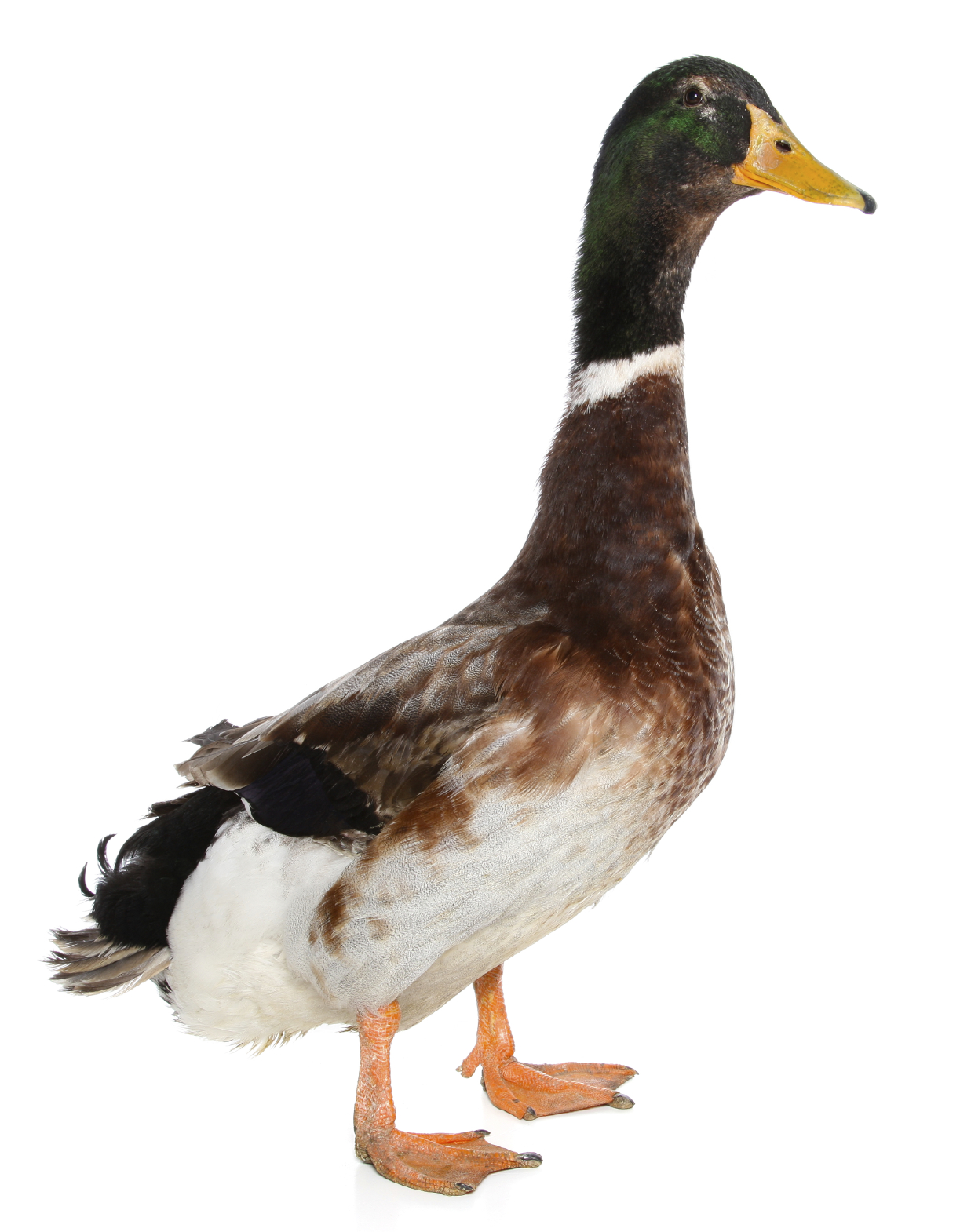 a duck