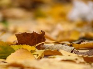 leaves and debris in gutters